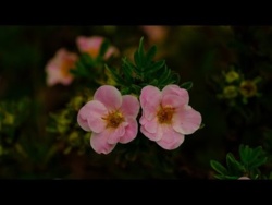 Letnia Relaksująca Muzyka Na Wyciszenie Umysłu