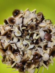 3d8e1c00-bca7-48d0-b940-39f7f8c88c24