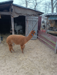 ce24c62b-25eb-4190-a538-c96322385f06