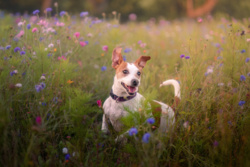 6a6c3ced-55eb-4668-96b5-bb165dea1236