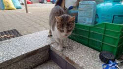 31ed3718-a40b-4d16-a4a3-b6d4d7db285a