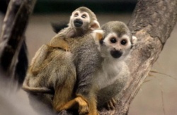 Złodziejka urodziła młode. Nazywają je "trupimi główkami"