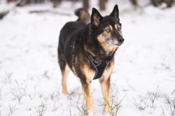 4bd1194e-601f-451c-8c81-46f68a236088