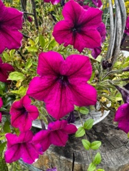 25a2ffb1-2276-44ac-b8a4-9e27ffbcc0ea