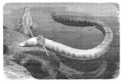 Kiedyś ludzie wierzyli, że to dziecko smoka. Jakim zwierzęciem jest odmieniec jaskiniowy?