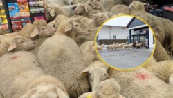 "Pewnie była promocja na płyn do prania wełny". "Szturm" 50 owiec na sklep w Bawarii