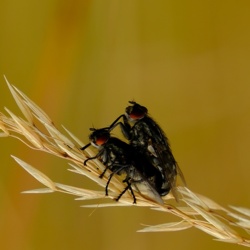 Muchy Domowe - Musca Domestica / Fotografujemy Przyrodę