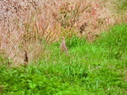 632fe241-8539-485a-87a5-cf10297f6574