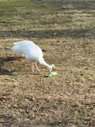 96b4fac4-f936-44af-9d21-84e0d9754dcc