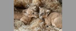Po ponad 20 latach w łódzkim zoo urodziły się lwy azjatyckie