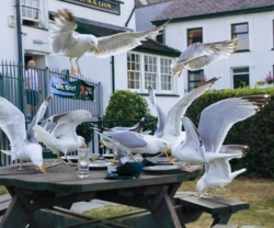 Wygłodniałe ptaki atakują ludzi. Sceny, jak z dreszczowca Hitchcocka.