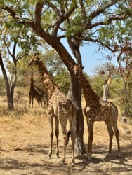 9bfcb2c9-f768-476e-8fbf-6438a76534e1