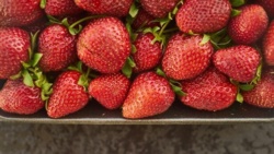 Truskawkowa potęga: Polska drugim producentem truskawek w Unii