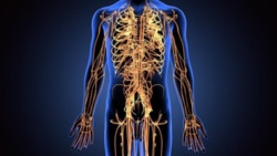 „Śmieciowe DNA” pomaga regenerować nerwy