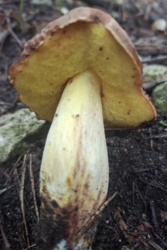 d0e625ed-1b88-46b8-815c-33543c74056d