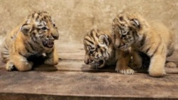 Trzy młode tygrysice amurskie przyszły na świat w opolskim zoo