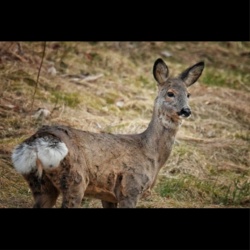 82a80c0f-2f14-41d3-85be-712387a9310b