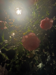 cc5e14ef-58a4-4834-bd17-072614f145a5