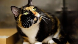 Nowe unijne przepisy dotyczące właścicieli kotów i psów