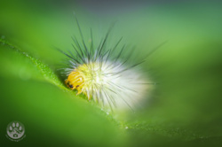 77ceafcf-d162-4d80-a610-a10bceb5570b