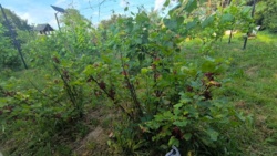 fbeb267c-c510-4e34-8b01-729f6462290b