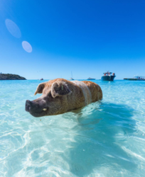 6297fdb7-95ab-4994-9e0c-33c6d7d72d17