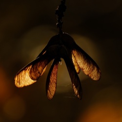 Nasiona Klonu - Acer Platanoides / Fotografujemy Przyrodę