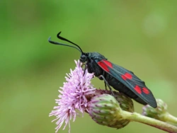 fe1b31ab-1320-4ad2-87ab-41a18183ec59