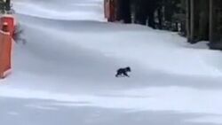 Tatry. Niedźwiedzia rodzina blisko ludzi. Zamknięte szlaki turystyczne i narciarskie