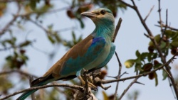 To koniec. Piękny, bajecznie kolorowy ptak znika z Polski. "Ginie. Jest za późno na próbę ratowania"