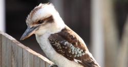 Samce ptaków zmieniają płeć i składają jaja. Nowe odkrycie