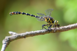 5e0d1484-da1b-47e1-ab70-f84723db0b9e