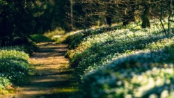 Warmińsko-mazurskie/ Leśne arboretum w Kudypach otwarte dla zwiedzających