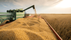 Brazylijski eksport soi do Chin wzrósł w maju o ponad 37%