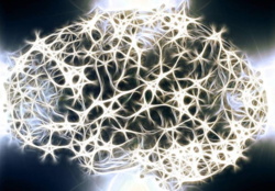 Nowe neurony powstają też w mózgu dorosłego człowieka