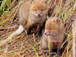 2a547ce8-39c2-4c49-8f33-0edf30cfdb9a