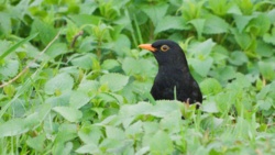 9755d6c9-bc39-4ea2-bbd7-bba886b55dd9