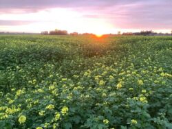 Kolejne przekręty władzy ujawnione. Afera gruntowa w opolskim