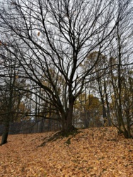 513c9034-36af-4fad-aa3c-2d335e34969e