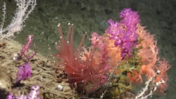 Głębiny morskie i ich tajemnice – kanion Mar del Plata