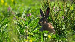 2ba2ab38-adb9-43fa-ade1-2999477a6efe