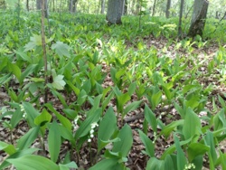 5cf16603-36ff-428a-ac77-907faaddda3f