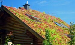 Zwolnienie z podatku od nieruchomości za zazielenienie domu. Kolejne miasto wprowadziło ulgę