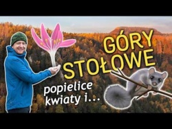 Góry Stołowe - popielice, ciekawe rośliny i plantacja sosny?!