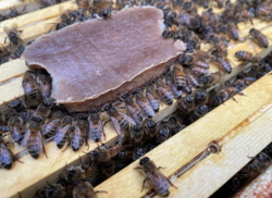 Naukowcy opracowali baton energetyczny dla pszczół, który może uchronić je przed głodem