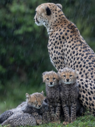 306042b4-77b8-4497-9dcd-455ff07d7cf9