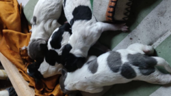 Baboszewo. Zakopała cztery szczeniaki. 66-latka twierdziła, że były martwe 