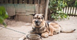 Koniec z łańcuchem przy budzie dla psów. Sejm na ostatniej prostej do zmiany przepisów