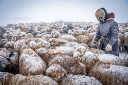 Esktremalne mrozy: -51,1 stopnia Celsjusza w Mongolii i -47,9 stopni w Kazachstanie