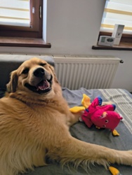 b52ec337-cf25-420b-921c-24b774a23a27